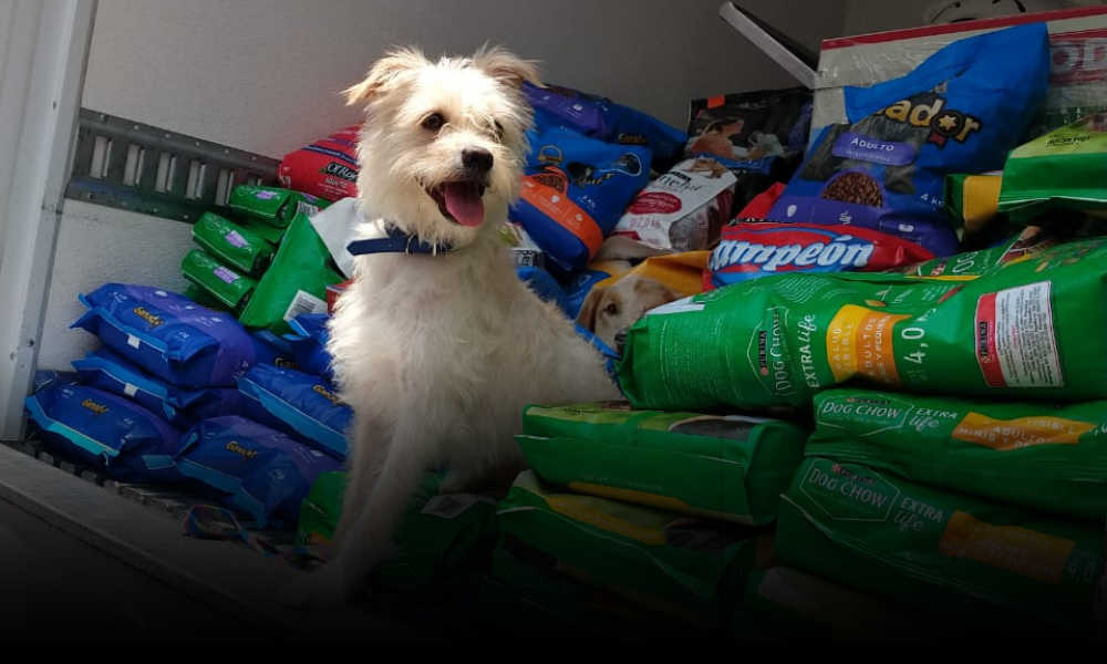 Croquetón 2025: Un abrazo solidario para los peluditos de México