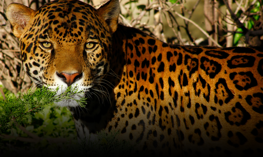 Valia Energía impulsa la protección del jaguar y el desarrollo sostenible mediante firma de convenio con Tamaulipas