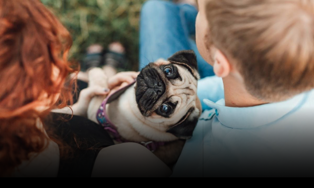 ¿Pensando en tener una mascota? Esto te puede costar al año