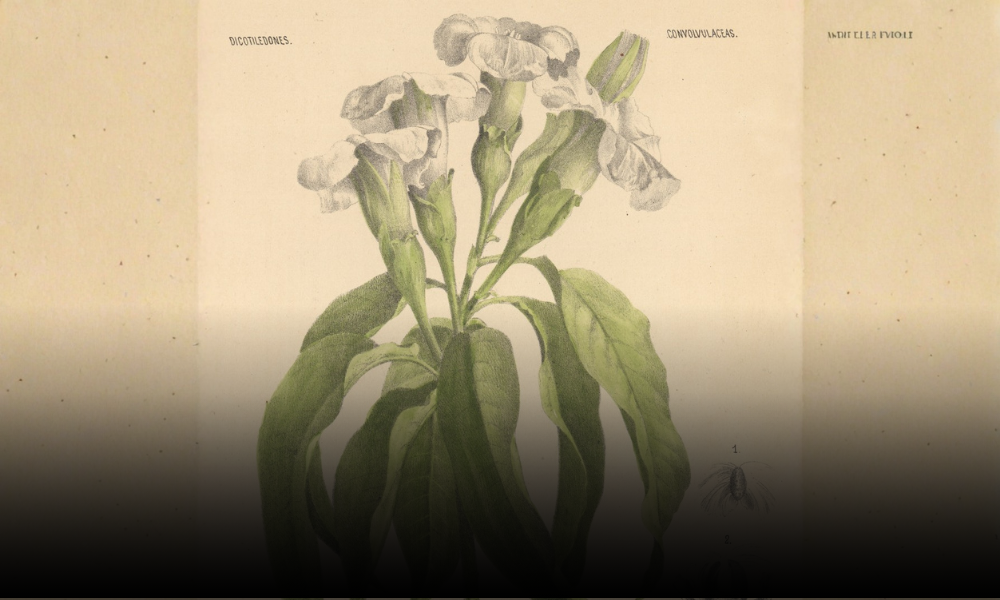 El Jardín de Velasco: La Mirada Botánica del Genio en el Museo Kaluz