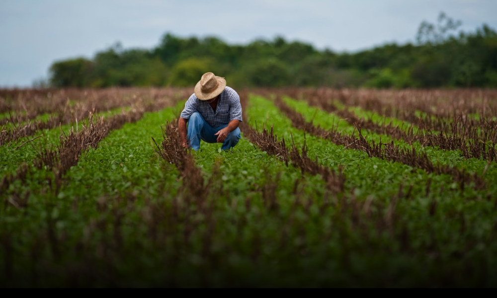 Agricultura en México: cómo se está jugando la seguridad alimentaria