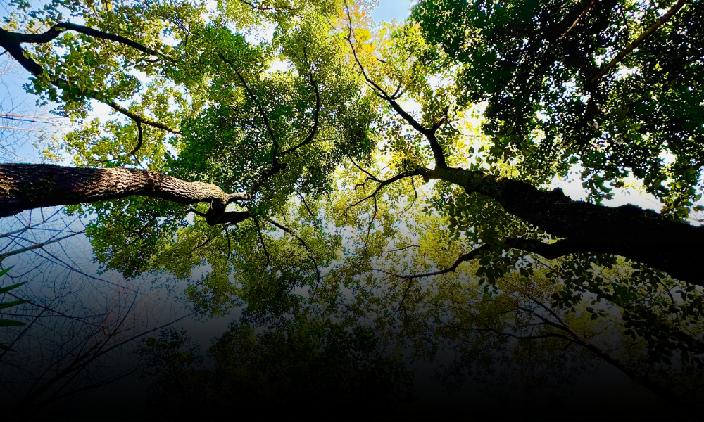 Reforestación en el Cerro Tepayo alcanza éxito histórico: 72% de supervivencia forestal