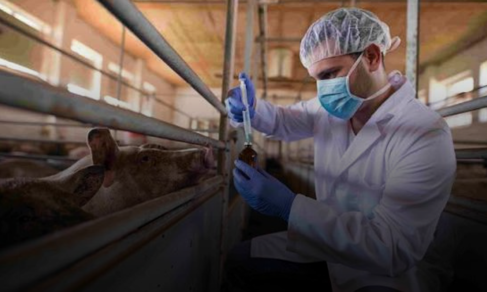 Las herramientas moleculares amplían su papel en la investigación de zoonosis en México